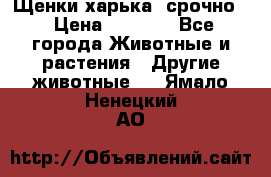 Щенки харька! срочно. › Цена ­ 5 000 - Все города Животные и растения » Другие животные   . Ямало-Ненецкий АО